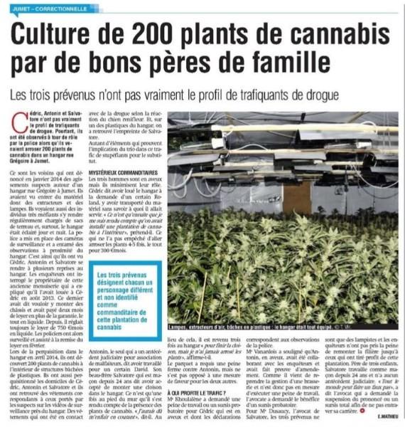 Trois prévenus devant le Tribunal correctionnel pour 200 plants de cannabis
