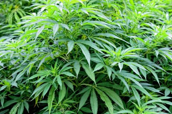 700 plants de cannabis retrouvés à Charleroi