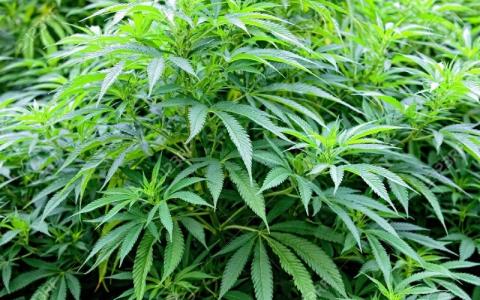 700 plants de cannabis retrouvés à Charleroi